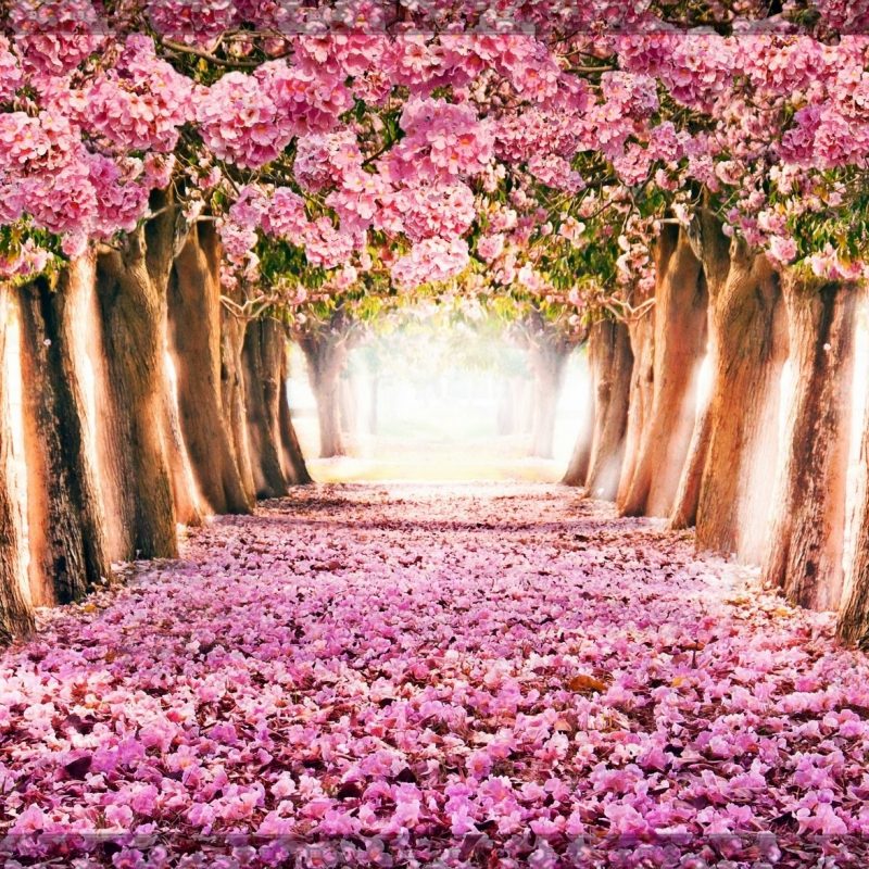 10 New Free Spring Wallpaper For Computer FULL HD 1080p For PC Desktop 2024 free download spring computer backgrounds c2b7e291a0 800x800