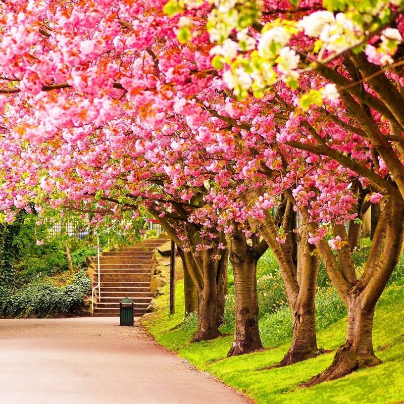 10 Best Spring Background Pictures For Desktop FULL HD 1080p For PC Background 2024 free download spring desktop wallpapers backgrounds 65 images 800x800