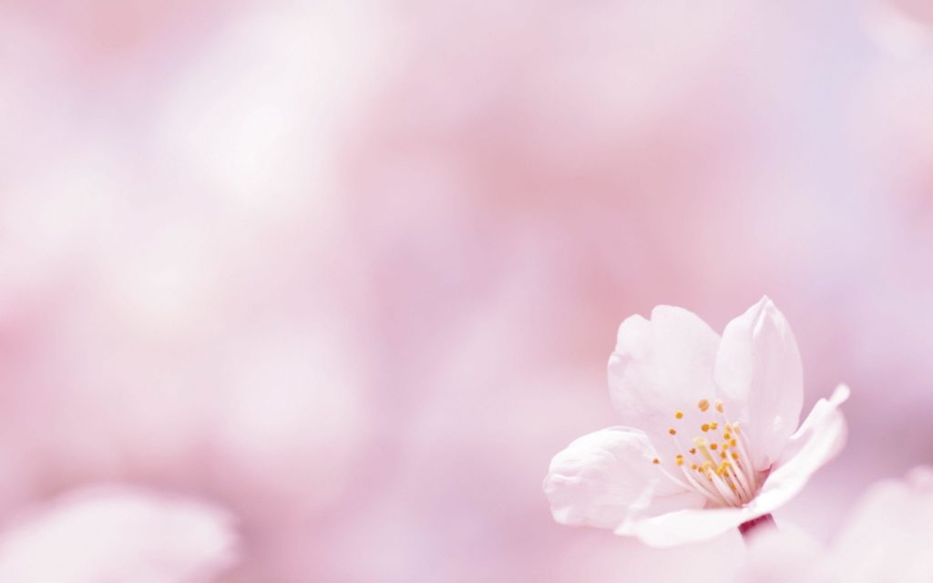 10 Most Popular Spring Flower Wallpaper Backgrounds FULL HD 1920×1080 For PC Background 2024 free download spring flower wallpaper backgrounds c2b7e291a0 1024x640