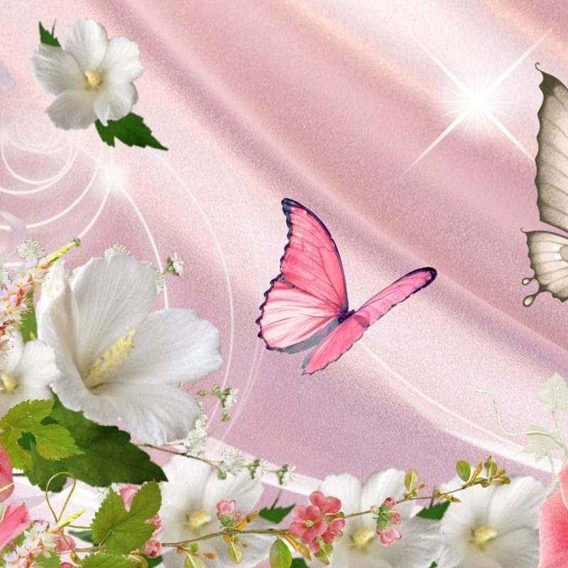 10 Most Popular Flowers And Butterflies Wallpaper FULL HD 1920×1080 For PC Background 2021 free download spring flowers and butterflies shiinamomo nature pinterest 800x800