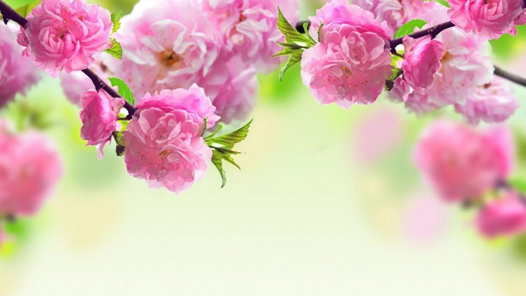 10 Most Popular Spring Flower Background Images FULL HD 1920×1080 For PC Background 2021 free download spring flowers backgrounds desktop wallpaper cave 2 1024x576