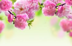 spring flowers backgrounds desktop - wallpaper cave