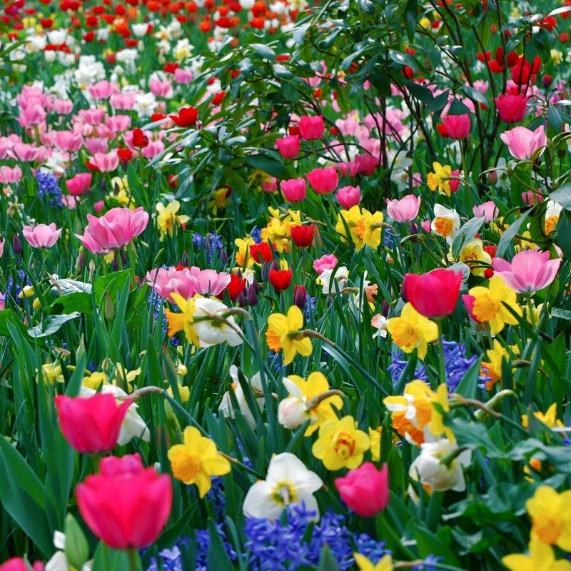 10 Best Spring Background Pictures For Desktop FULL HD 1080p For PC Background 2024 free download spring flowers backgrounds desktop wallpaper cave 5 800x800