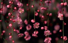spring flowers desktop wallpaper &amp; photos, new wallpapers | pink