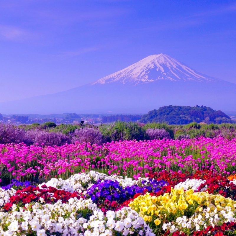10 Top Spring Hd Wallpaper 1920X1080 FULL HD 1080p For PC Background 2024 free download spring in japan wallpapers hd free download pixelstalk 2 800x800