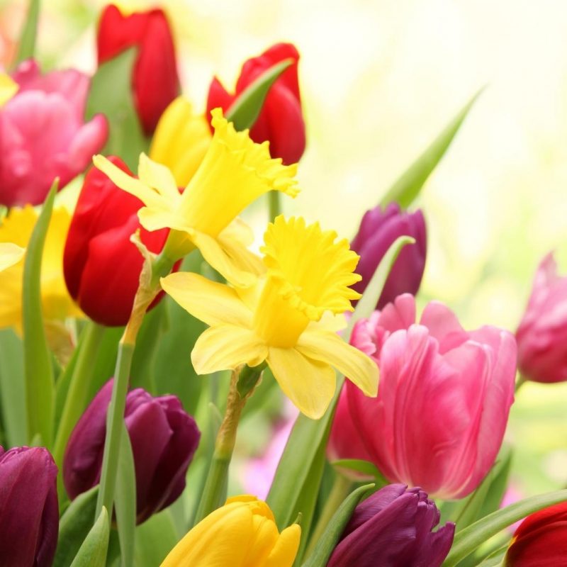 10 Best Spring Flowers Pictures For Desktop FULL HD 1920×1080 For PC Desktop 2024 free download spring tulips colorful flowers wallpaper hd desktop background 800x800