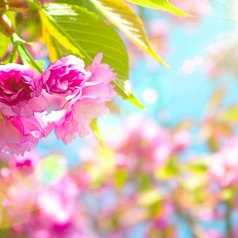 10 Latest Spring Backgrounds For Desktop FULL HD 1920×1080 For PC Desktop 2024 free download spring wallpapers hd download free 2 800x800
