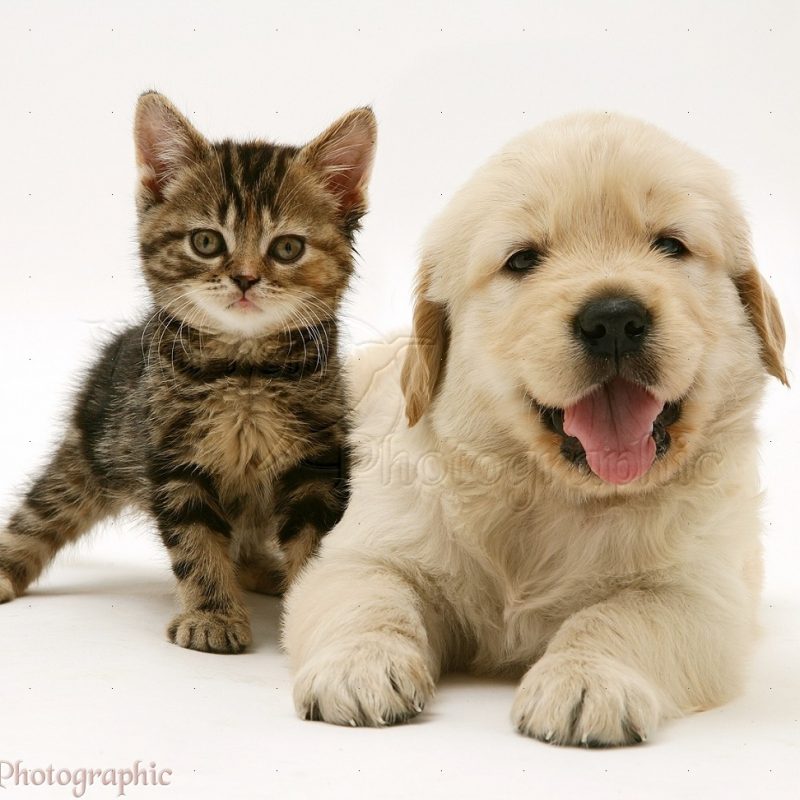 10 Most Popular Puppies And Kittens Pics FULL HD 1920×1080 For PC Desktop 2024 free download summers here and so are kittens and puppies tauranga veterinary 800x800