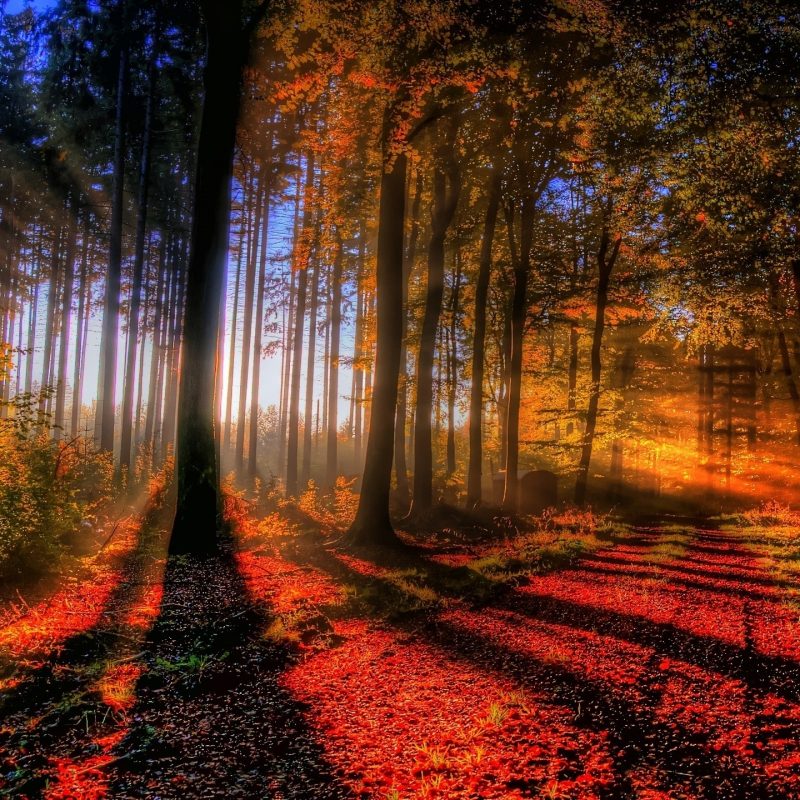 10 New Autumn Forest Wallpaper Hd FULL HD 1920×1080 For PC Background 2024 free download sunlit autumn forest wallpaper 3831 800x800