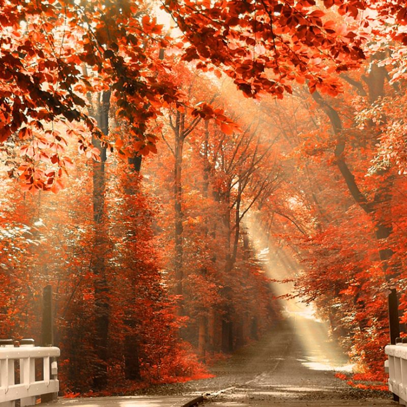 10 Best Computer Wallpaper Nature Fall FULL HD 1920×1080 For PC Background 2024 free download sunshine fall leaves wallpaper pc wallpaper wallpaperlepi 1 800x800