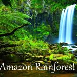 the amazon rainforest facts (hd) - youtube