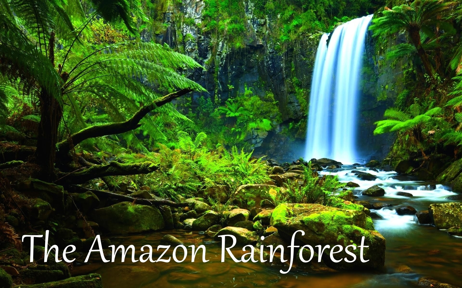 the amazon rainforest facts (hd) - youtube