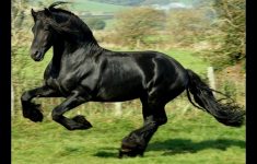 the most beautiful black horses in the world - youtube