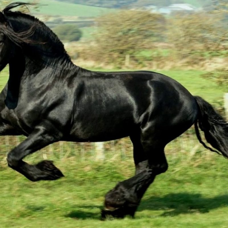 10 Latest Images Of Black Horses FULL HD 1080p For PC Background 2024 free download the most beautiful black horses in the world youtube 800x800