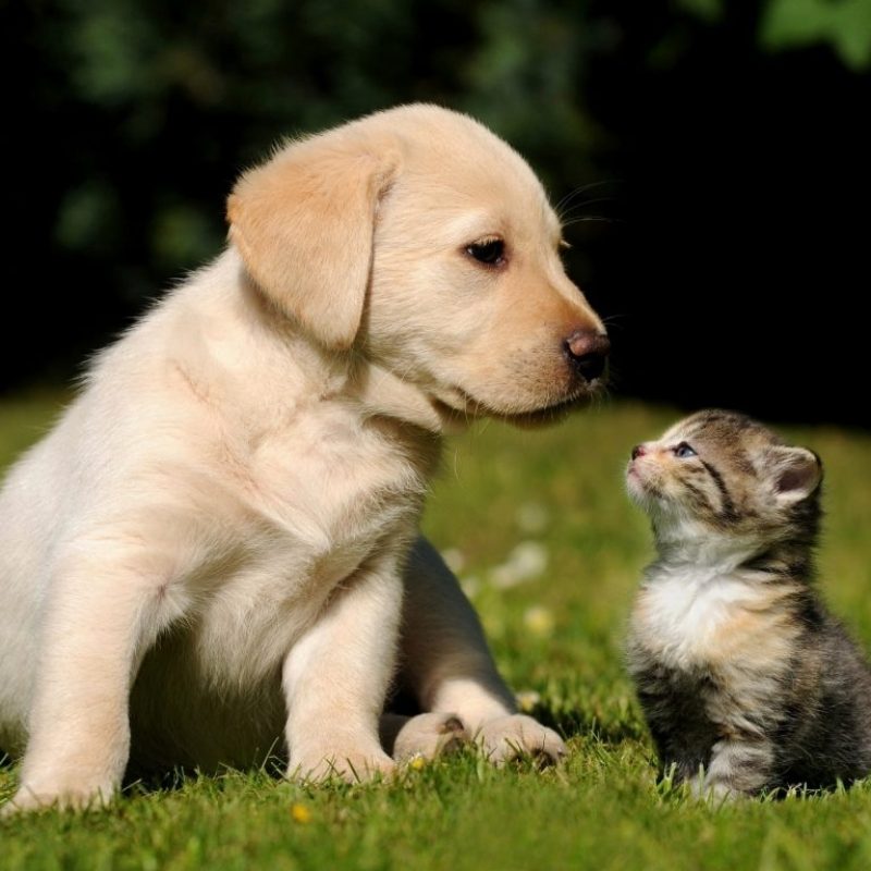10 Top Cute Kittens And Puppies FULL HD 1080p For PC Background 2021 free download the science of cute why do we find baby animals so adorable how 800x800