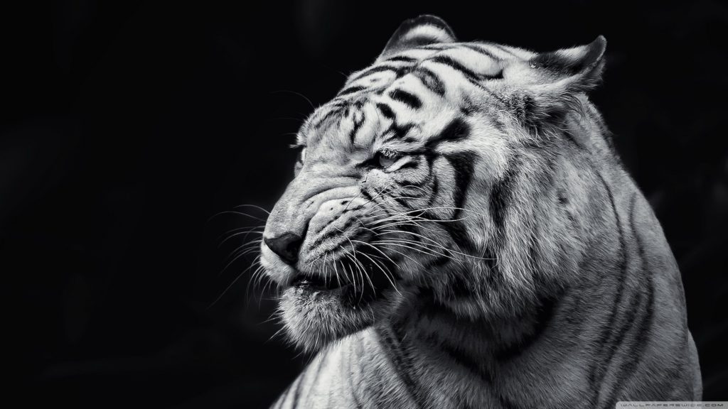 10 Top Black And White Tiger Wallpaper FULL HD 1920×1080 For PC Background 2024 free download tiger black and white e29da4 4k hd desktop wallpaper for 4k ultra hd 1024x576