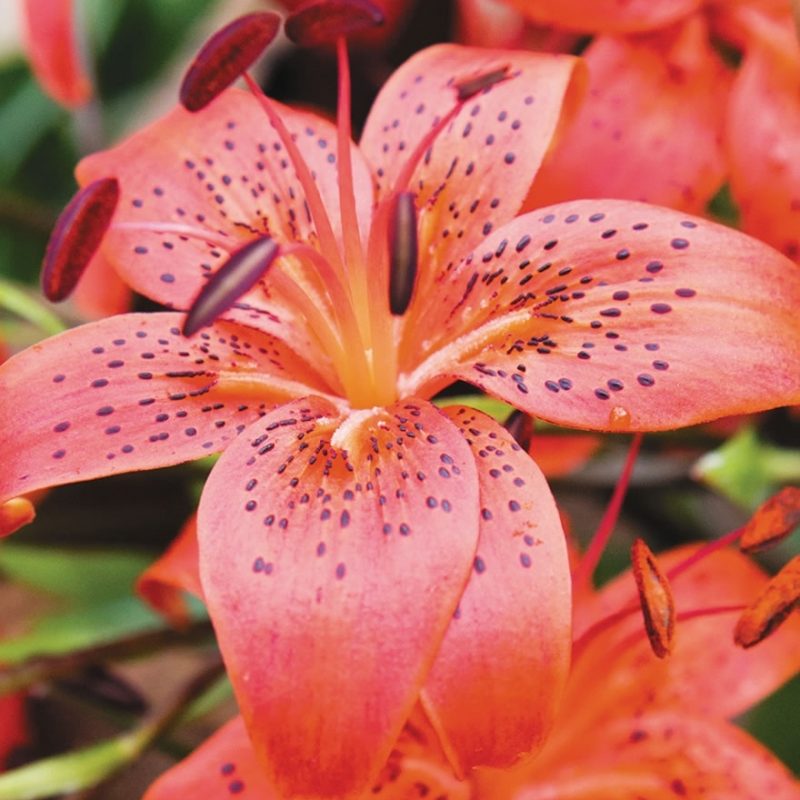 10 Top Pictures Of Tiger Lilies FULL HD 1080p For PC Desktop 2024 free download tiger lilies red life tesselaar 800x800