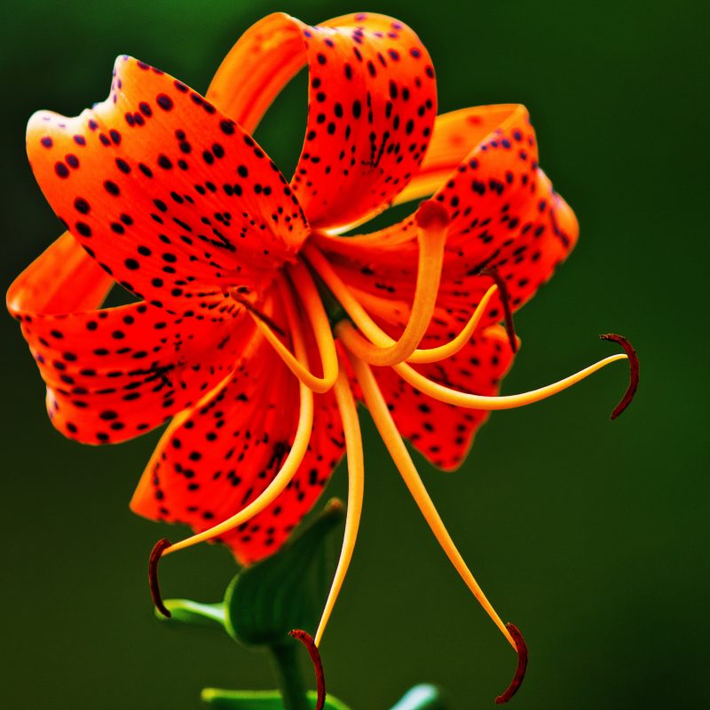 10 Best Images Of Tiger Lily FULL HD 1920×1080 For PC Background 2024 free download tiger lily edward byrne photography journal 2013 800x800