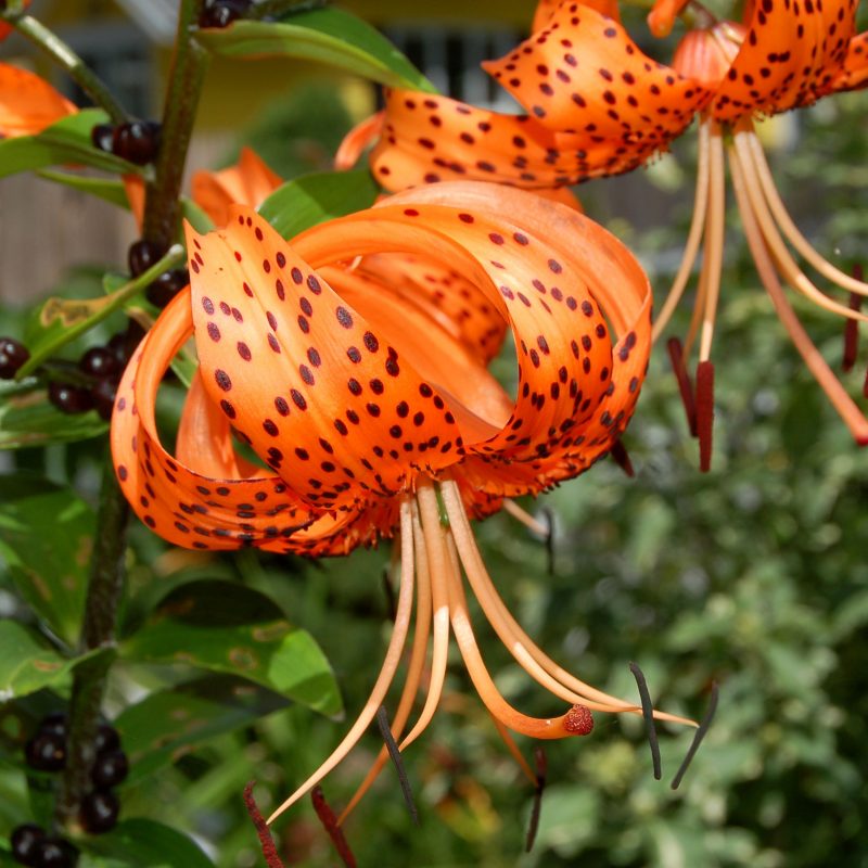 10 Top Pictures Of Tiger Lilies FULL HD 1080p For PC Desktop 2024 free download tiger lily plants gorgeous but aggressive spreaders 800x800
