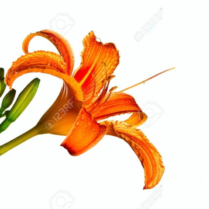 10 Best Images Of Tiger Lily FULL HD 1920×1080 For PC Background 2024 free download tiger lily stock photos royalty free tiger lily images 1 800x800