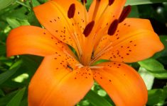tiger lily wallpapers - wallpaper cave