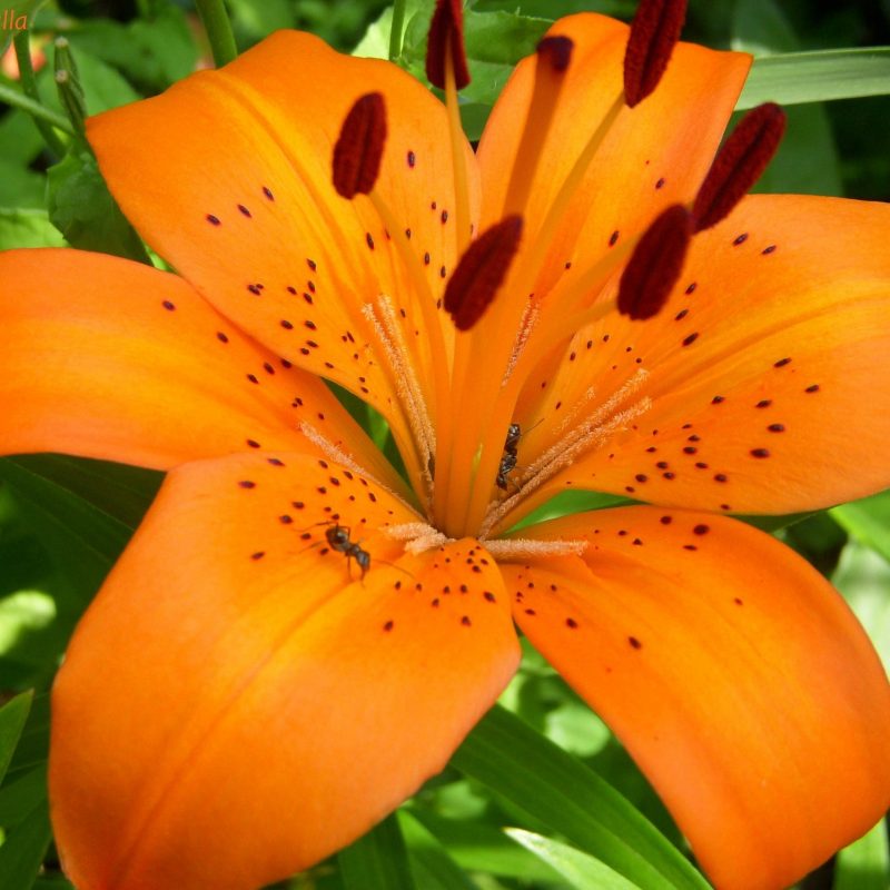 10 Top Pictures Of Tiger Lilies FULL HD 1080p For PC Desktop 2024 free download tiger lily wallpapers wallpaper cave 800x800
