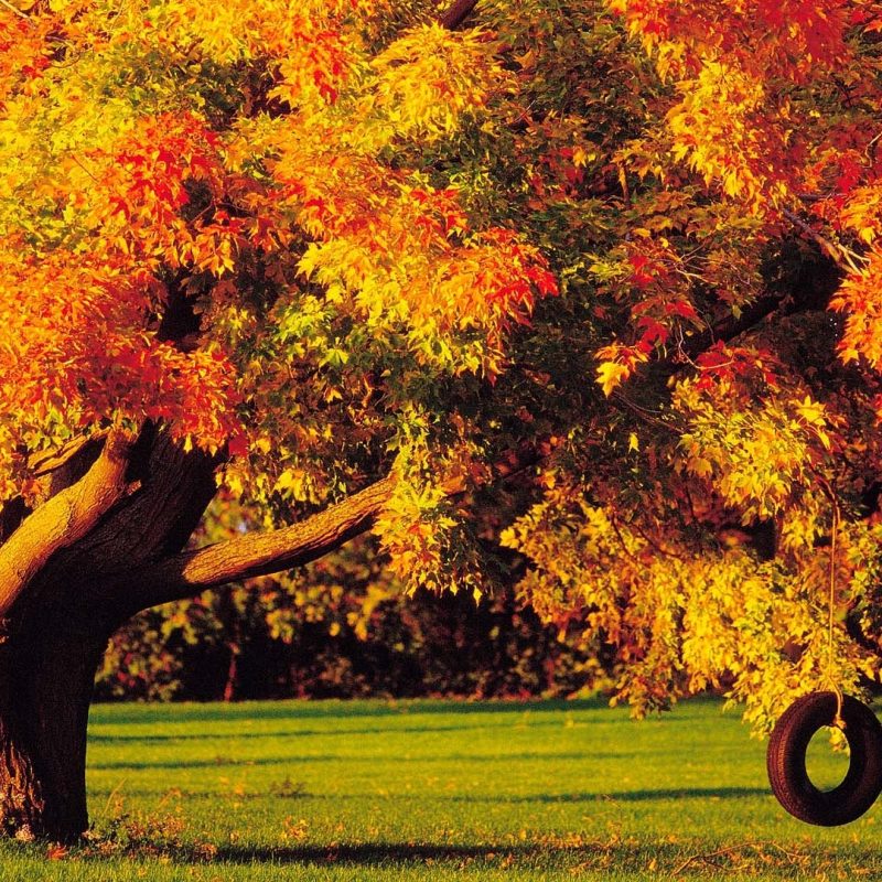 10 Most Popular Photos Of Fall Trees FULL HD 1920×1080 For PC Background 2024 free download tire swing under the autumn tree wallpaper hd wallpapers 1 800x800