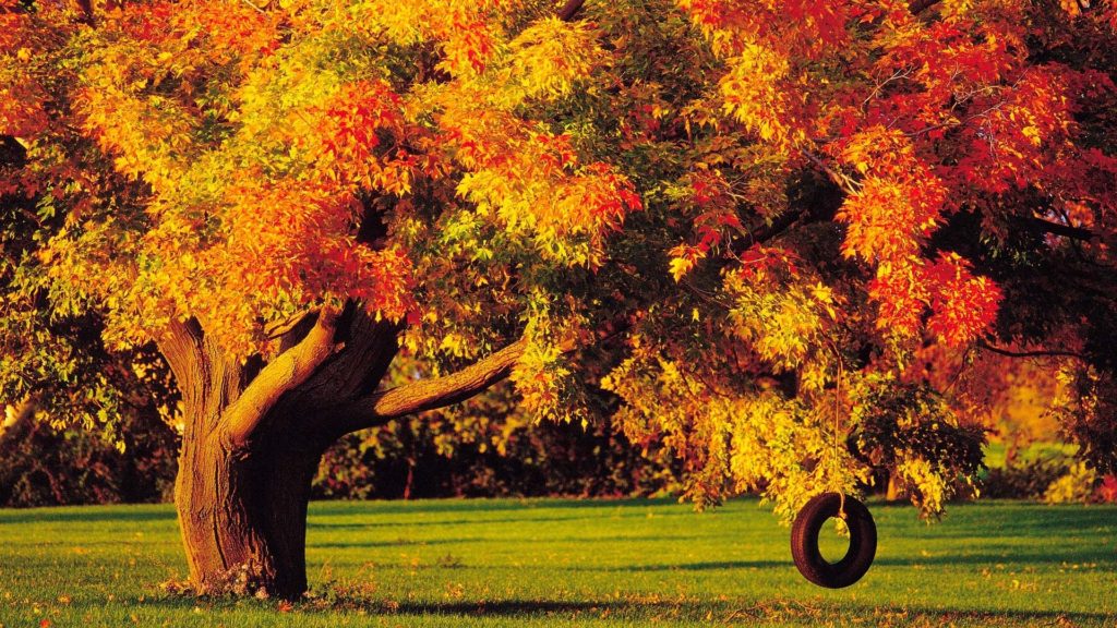 10 New Fall Trees Wallpaper Hd FULL HD 1080p For PC Background 2024 free download tire swing under the autumn tree wallpaper hd wallpapers 1024x576