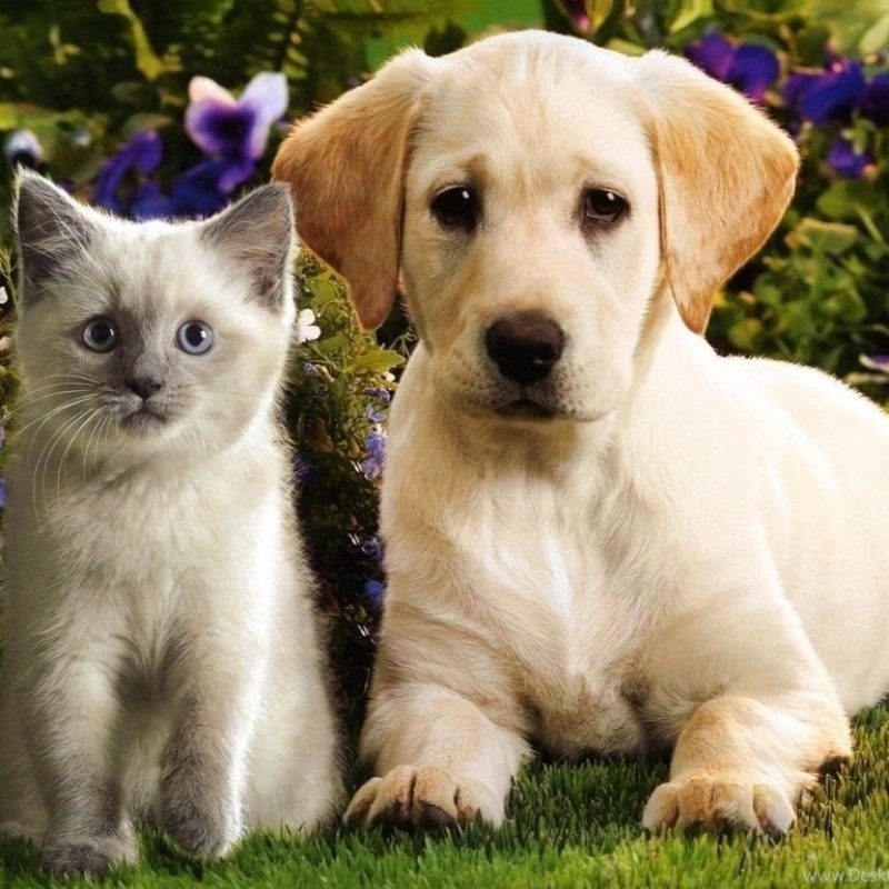 10 Latest Cute Puppies And Kittens Wallpaper FULL HD 1080p For PC Background 2021 free download top cute puppies and kittens wallpaper images for pinterest desktop 800x800
