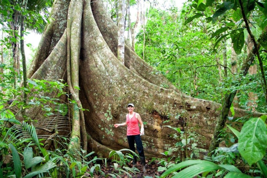 10 New Pics Of The Amazon Rainforest FULL HD 1920×1080 For PC Desktop 2021 free download trekking in the amazon rainforest earth trekkers 1024x682