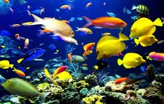 tropical fish backgrounds - wallpaper cave