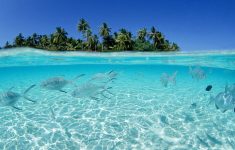 tropical island wallpaper with fish (49+ images)