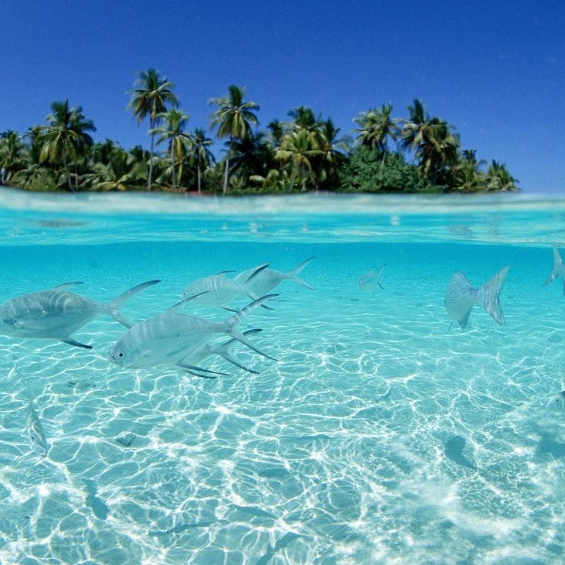 Albums 105+ Images tropical island wallpaper with fish Stunning