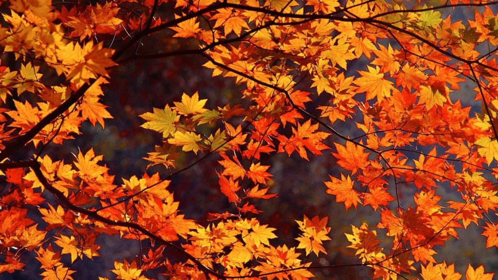 10 Best Autumn Images For Desktop FULL HD 1080p For PC Background 2024 free download undefined japanese desktop wallpaper 57 wallpapers adorable 1 1024x576