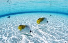 underwater on the sea | fish