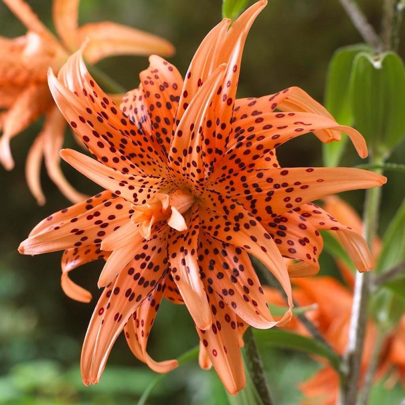 10 Top Pictures Of Tiger Lilies FULL HD 1080p For PC Desktop 2024 free download van zyverden lilies double tiger bulbs set of 7 832251 the home 800x800
