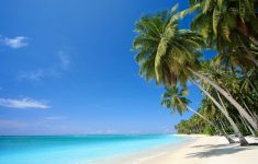 wallpaper caribbean sea, palm, beach, sea, caribbean desktop
