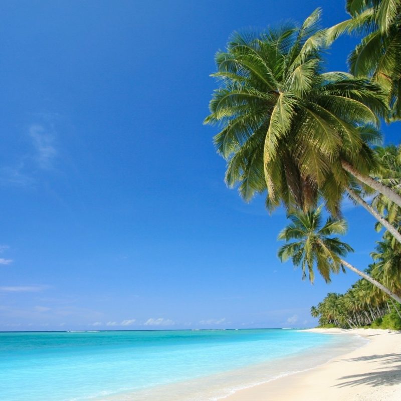 10 Latest Free Caribbean Beach Wallpaper FULL HD 1080p For PC Desktop 2021 free download wallpaper caribbean sea palm beach sea caribbean desktop 800x800