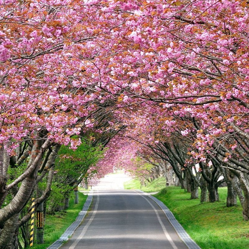 10 Best Cherry Blossom Wallpaper Desktop FULL HD 1920×1080 For PC Desktop 2024 free download wallpaper cherry blossom trees spring hd nature 4959 1 800x800
