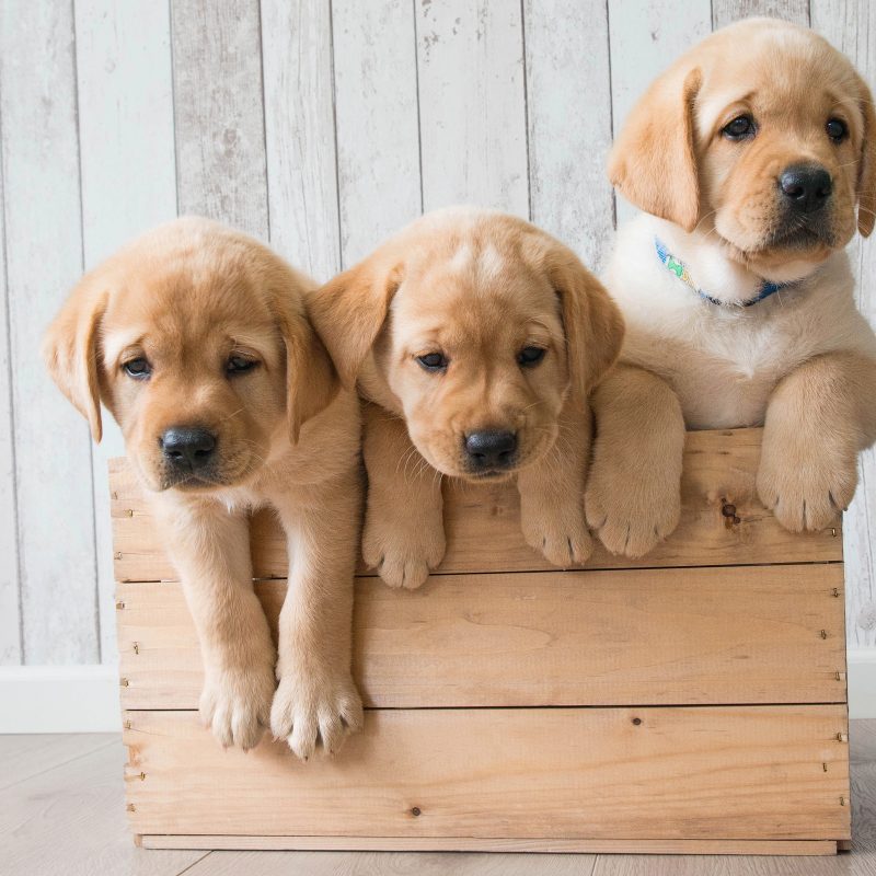 10 Latest Golden Retriever Puppies Wallpaper FULL HD 1920× ...
