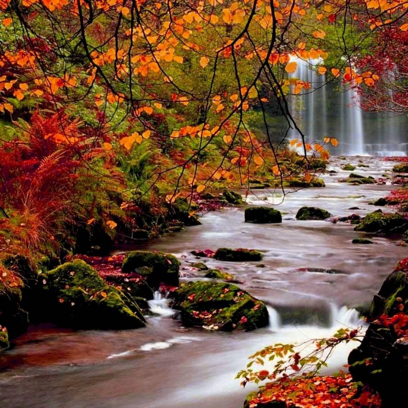 10 Best Fall Desktop Backgrounds Hd FULL HD 1080p For PC Desktop 2024 free download wallpaper fall nice hd wallpapers with red and orange colors 2 800x800