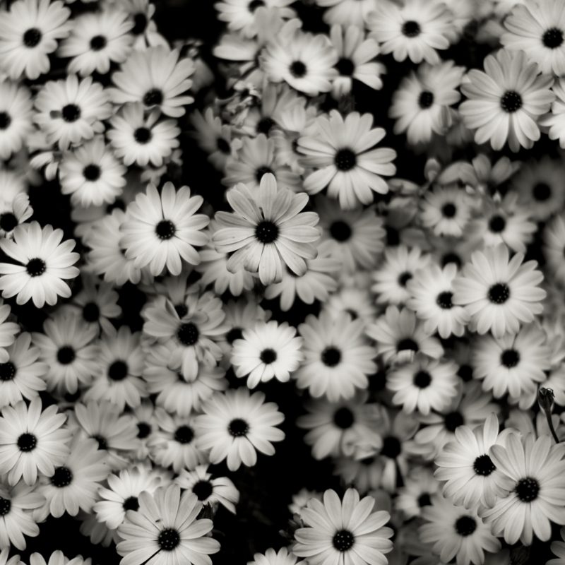 10 New Black And White Computer Backgrounds FULL HD 1080p For PC Background 2024 free download wallpaper flowers pattern grey daisies daisy tree flower 800x800