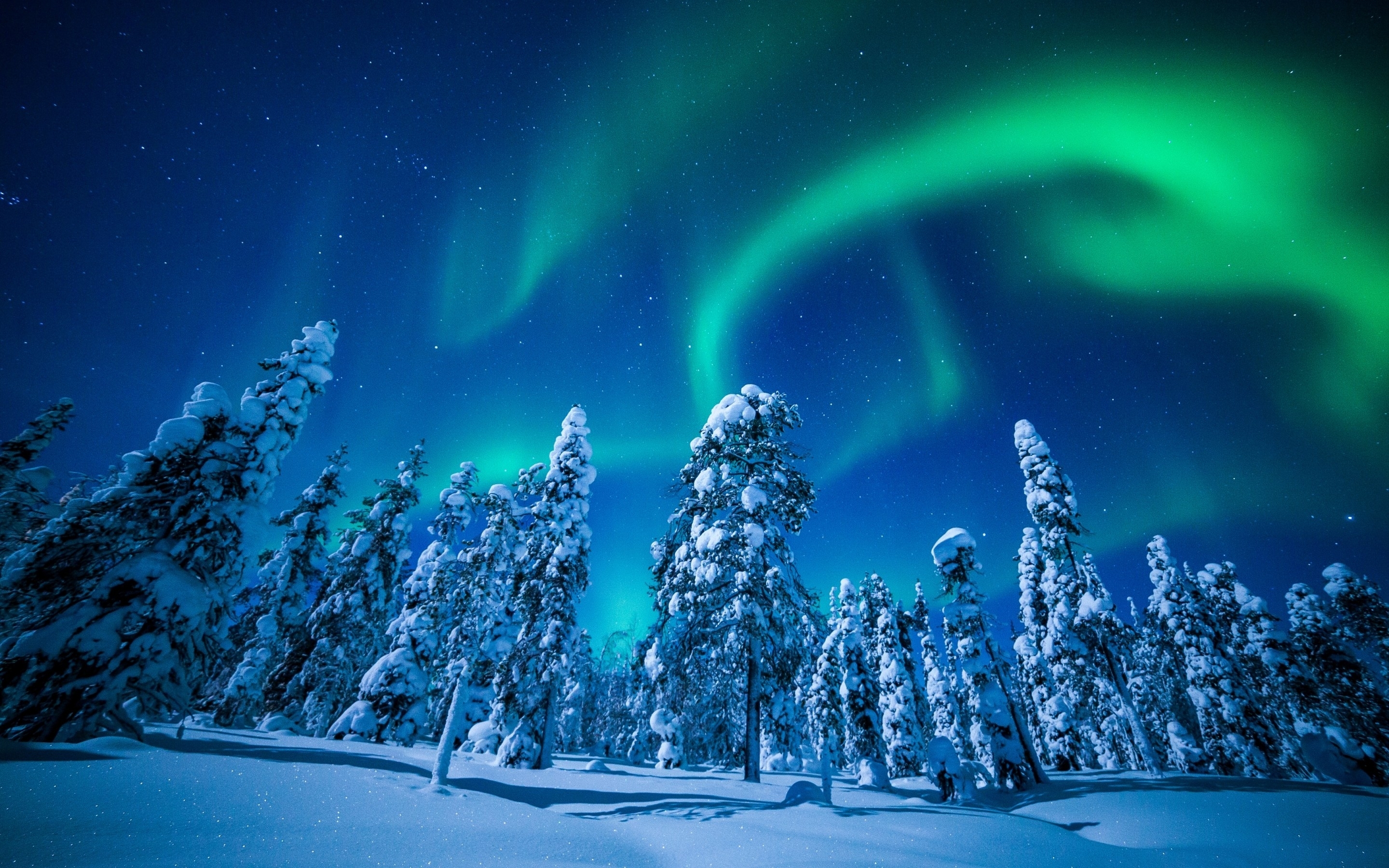 wallpaper forest, winter, frosted trees, aurora borealis, northern