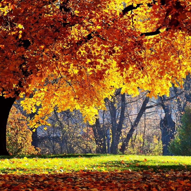 10 Best Autumn Scenery Desktop Wallpaper FULL HD 1920×1080 For PC Background 2024 free download wallpaper super autumn scenery wallpapers 800x800