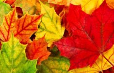 wallpaper's collection: «autumn leaves wallpapers»