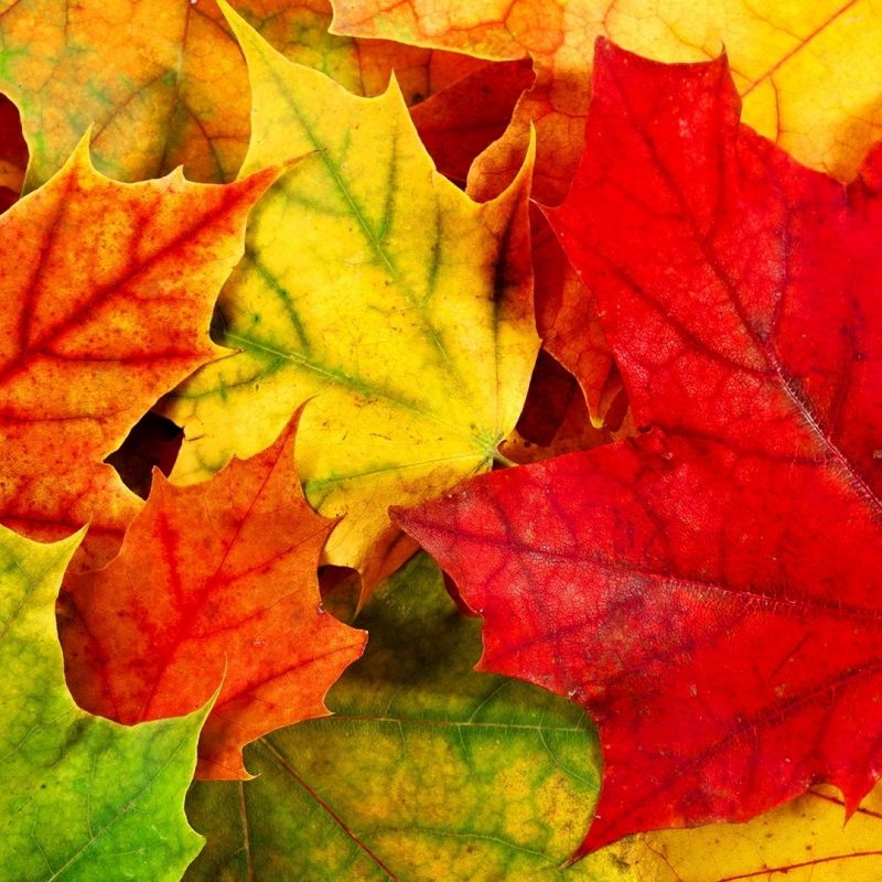 10 Top Autumn Leaves Wallpaper Widescreen FULL HD 1080p For PC Background 2023 free download wallpapers collection autumn leaves wallpapers 800x800