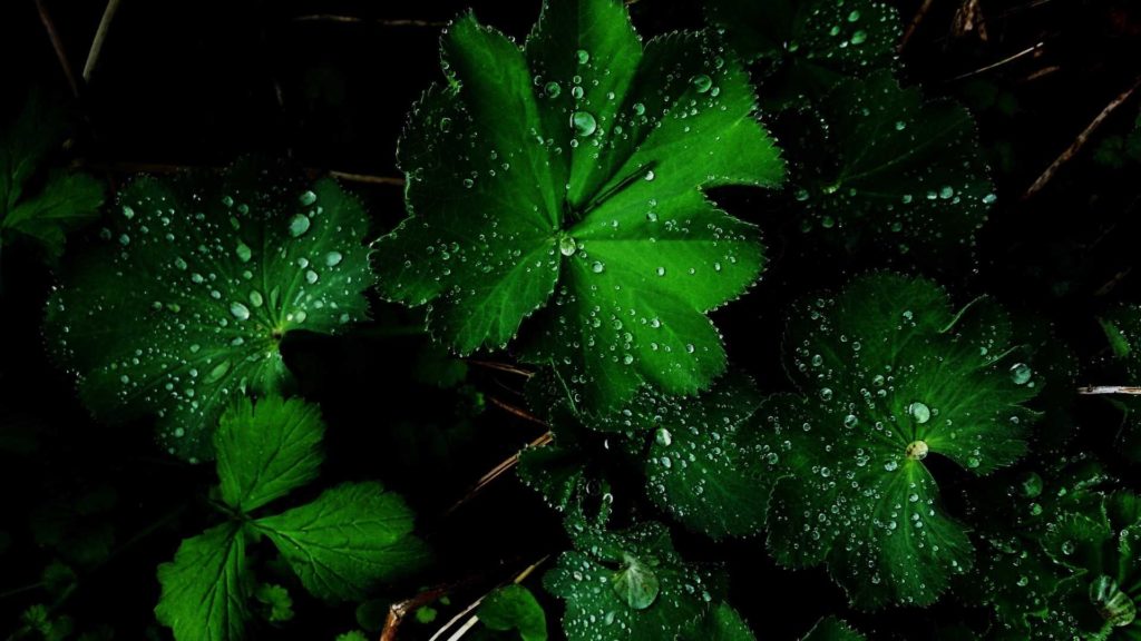 10 Best Dark Green Wallpaper Hd FULL HD 1080p For PC Desktop 2024 free download wallpapers hd green backgrounds green pictures and images 1024x576