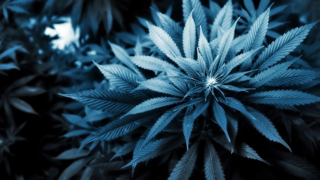 10 Latest Weed Wallpaper Hd Desktop FULL HD 1920×1080 For PC Desktop 2024 free download weed wallpapers desktop wallpaper cave 1024x576