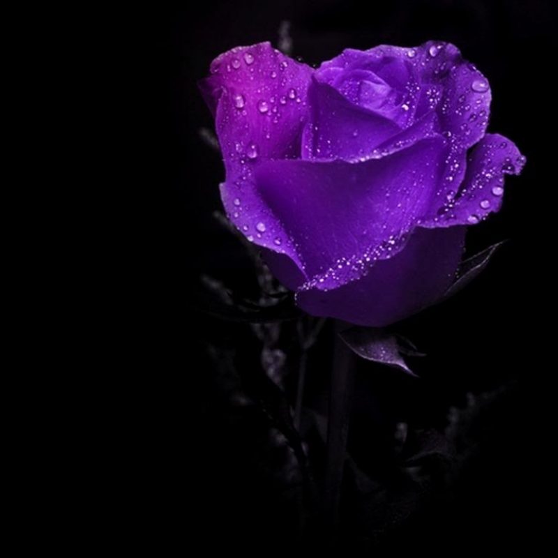 10 Most Popular Black And Purple Flower Wallpaper FULL HD 1920×1080 For PC Background 2021 free download wet purple rose desktop wallpaper 1024x768 plants desktop wps 800x800