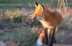 what to do when foxes move in • the national wildlife federation